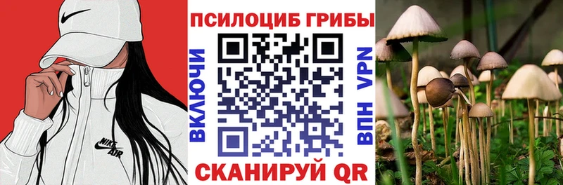 Купить  Костомукша  Галлюциногенные грибы Psilocybe 